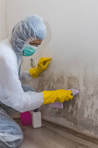 Best Emergency Mold Remediation  in Forestville, CA